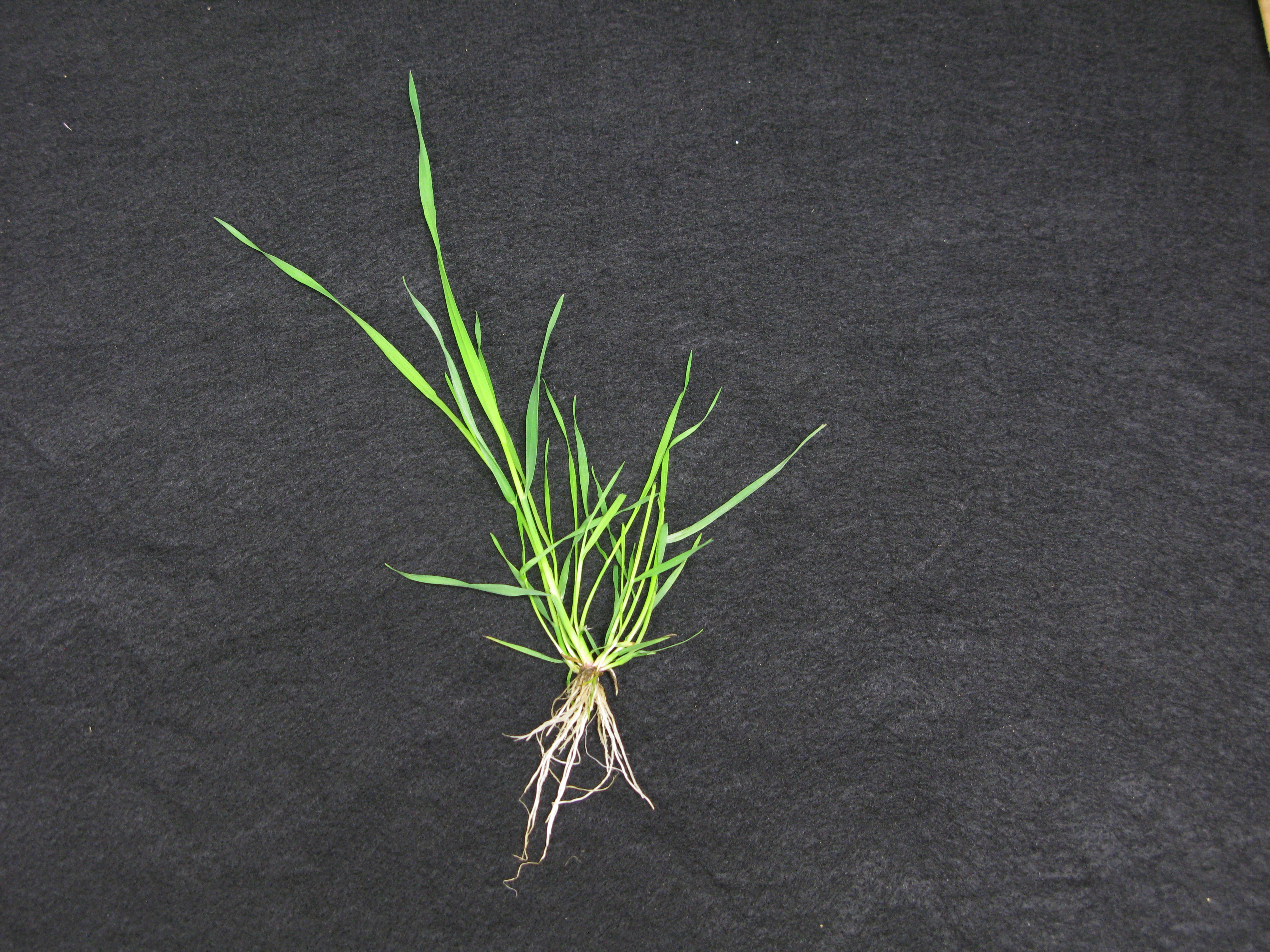 Windgrass on a black cloth.